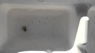 Culicidae M1