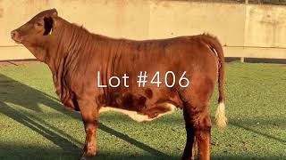Lot #406: Open Heifer