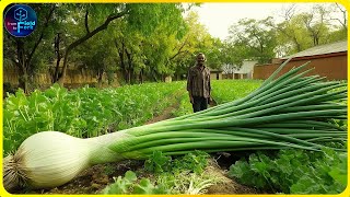 Famous How Korean Farmers Harvest Green Onion: Green Onion Farming | Farming Documentary Profile