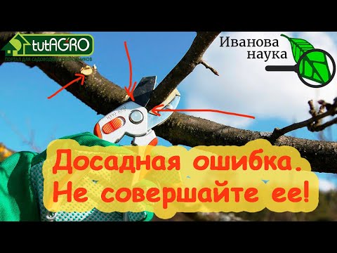 НЕ РЕЖЬТЕ ДЕРЕВЬЯ! Сперва посмотрите это видео. Фатальная ошибка даже опытных садоводов!