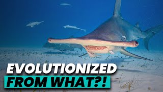 You Didn't Know This About Hammerhead Sharks!