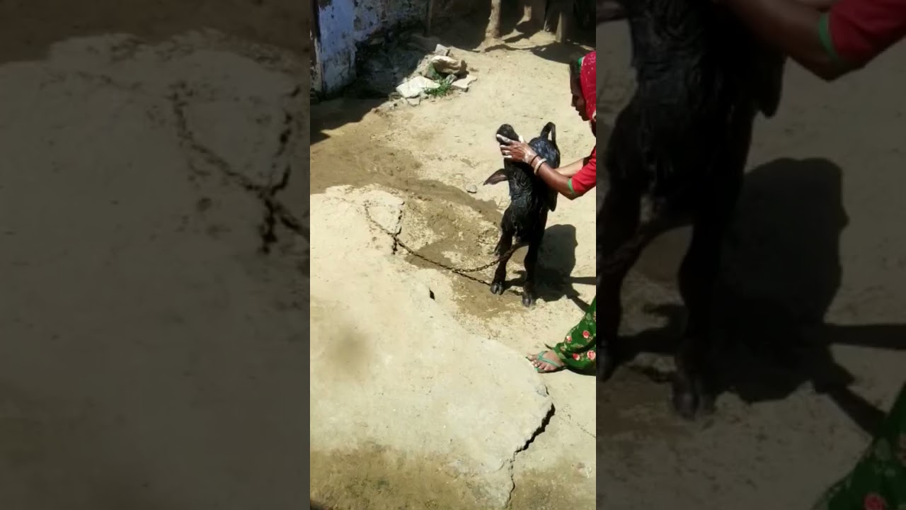 buffalo 🐃🐃 KIDS bathing