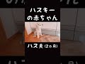 我が家に天使がやってきた#シベリアンハスキー #shorts #パピー#仔犬#子犬#ハスキー#ハスキー犬#ハス夫#赤ちゃん