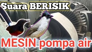 TERAPI BURUNG MACET ,, Suara Mesin POMPA AIR membuat emosi burung supaya cepat gacor