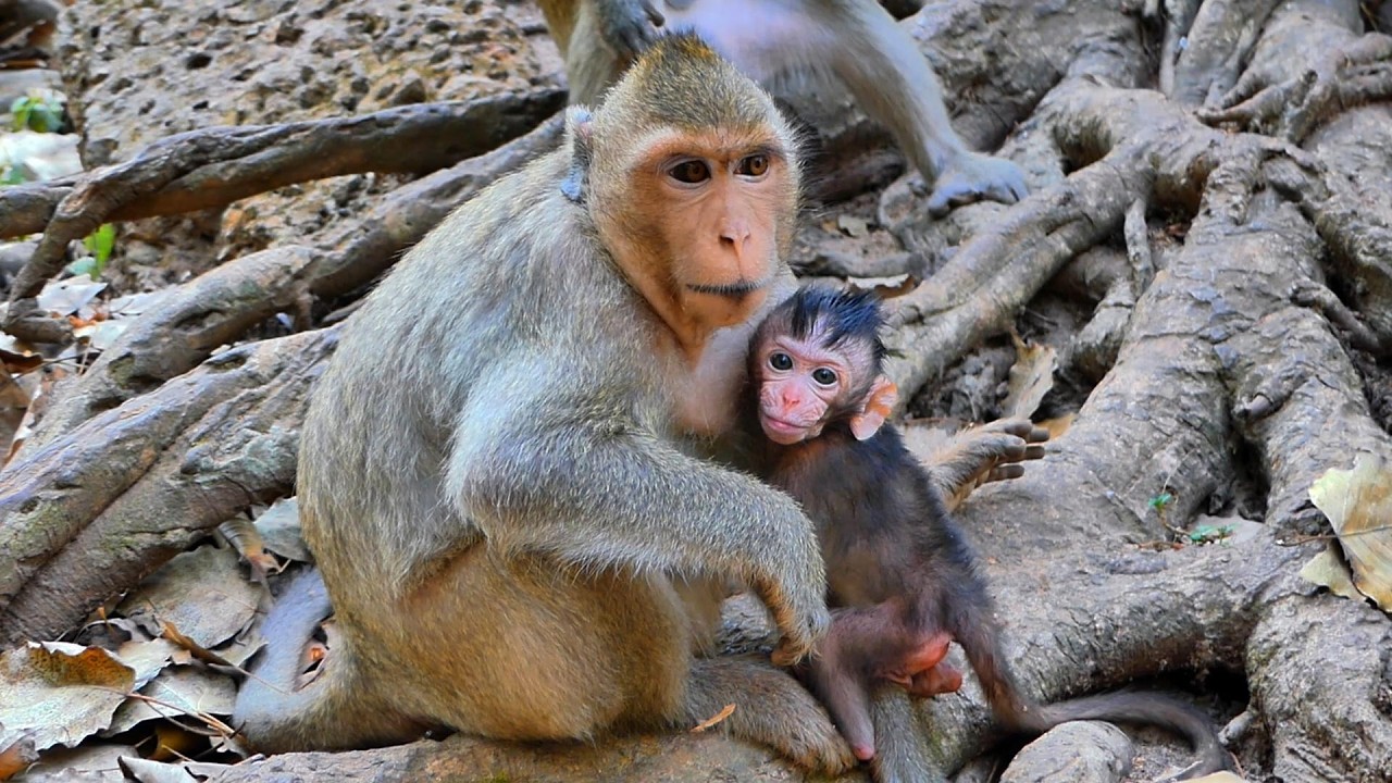 The Best Summary monkey! Adorable Baby Avery With Mom Amaya, | AmberTroop