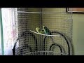 DIY# 86 Bird Cage Using Recycled Materials - Easy DIY# 86 Bird Cage Using Recycled Materials - Easy