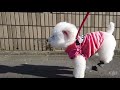 全力で走っても脱げない犬用シューズ（犬の靴屋さんDogSoxx）