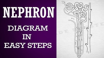 How to draw #nephron diagram in easy steps |10th | Biology |Science | CBSE syllabus | NCERT class 10