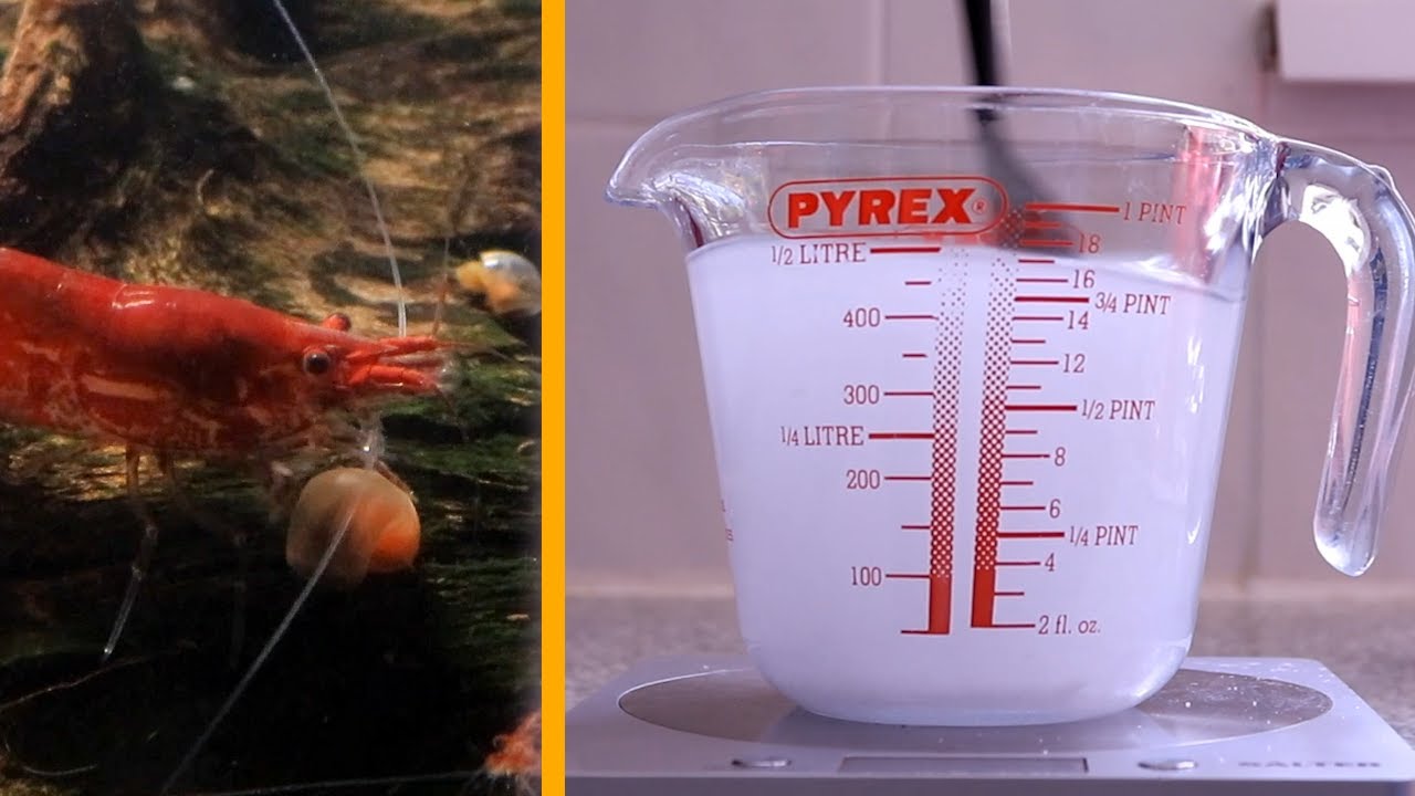 Tank-wide Salt Treatment for Scutariella Japonica in Neocaridina Shrimp