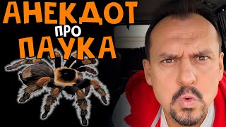 Анекдот Про Паука #Смех Анекдоты От Алекса