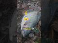 #fishing Gurame ‼️😱 #mancing #fishing #videoshorts