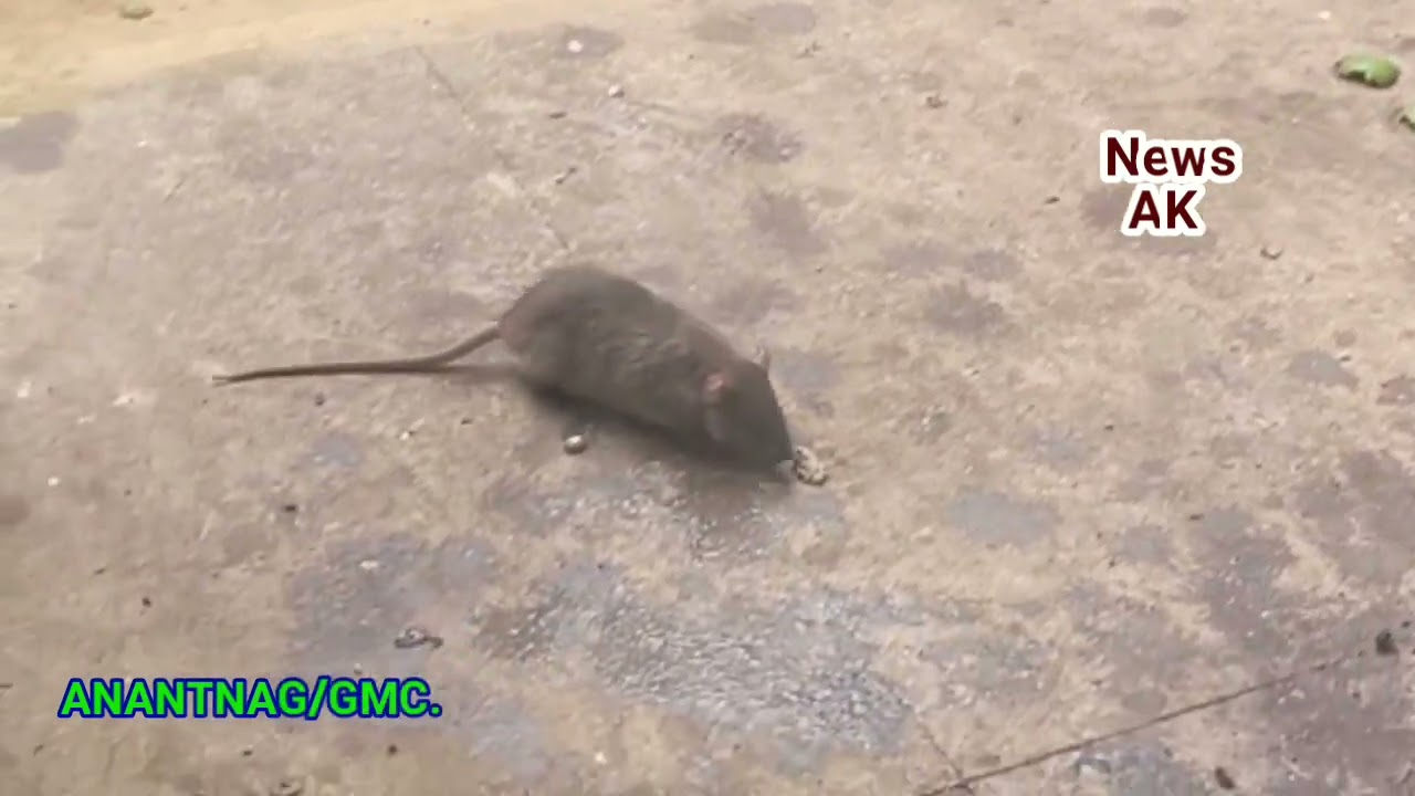 The health department started action on the presence of rats in the district hospital.