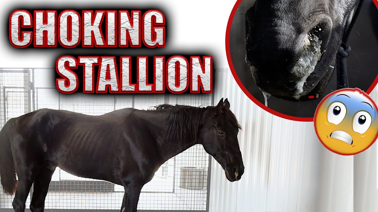 Choking Stallion Horse Shelter Heroes S4E40 YouTube