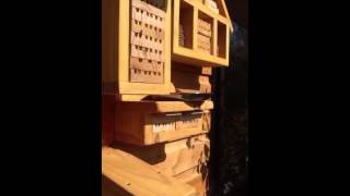 Leafcutter Bees Solitary Bee House