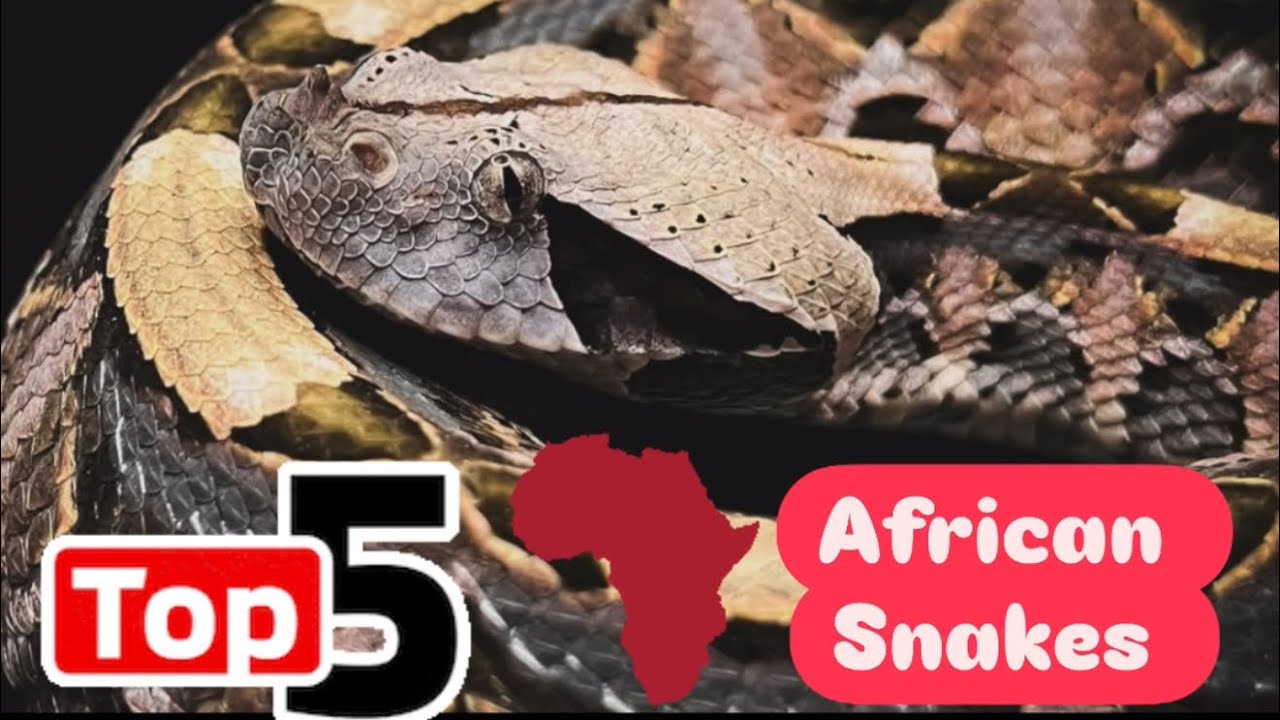 Топ-5 африканских змей