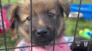 Bissell Blocktail Party helps animals find fur-ever homes