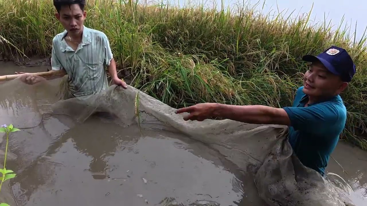 Kéo lưới trong mương lúa cạn có nhiều cá lòng tong🐠🐠🐠😊