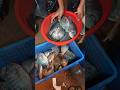 তেলাপিয়া মাছ দেখুন, কাওরান বাজার ঢাকা #shorts #shortsvideo #shortsviral #fish #fishcutting #fishing