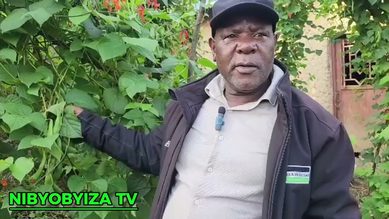 Biratangaje! Asarura ibiro 6Kg ku gishyimbo kimwe!! Ubu bwoko bw’ibishyimbo bwaguhindurira ubuzima!