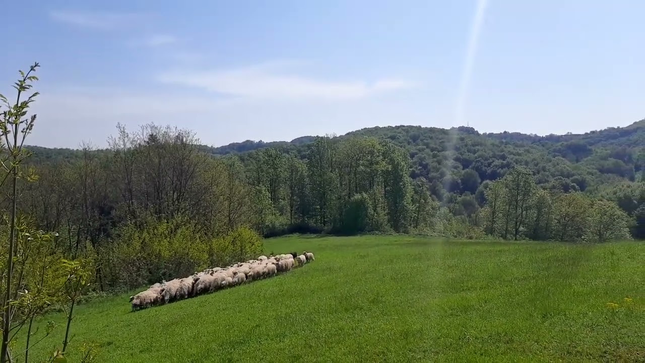 Hrvatski ovčar Medo, rad sa stadom - Croatian sheepdog working dog - herding