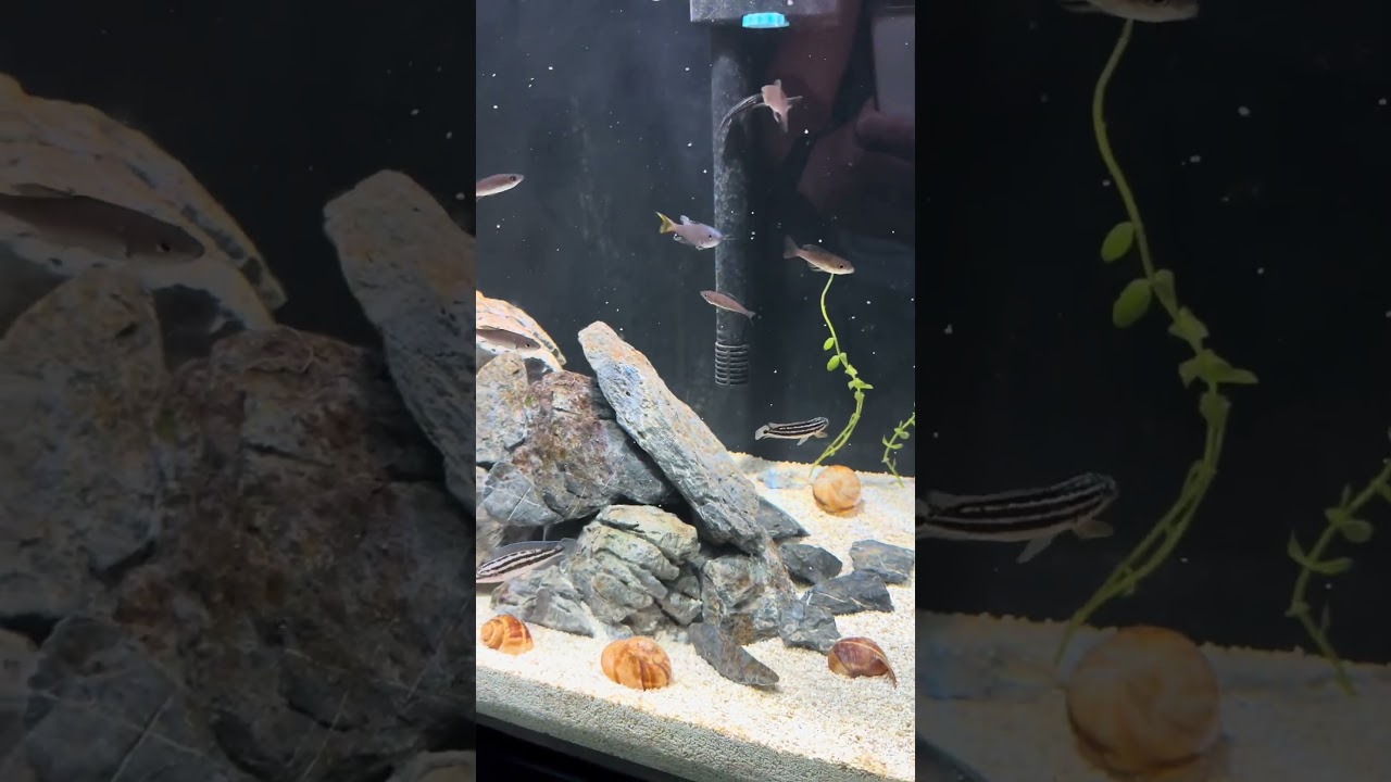 My 90 Gallon Fish Tank!