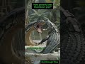 "Imagine a snake longer than a bus hunting in a swamp.".#GiantSnakes #titanoboa #Extinctanimal