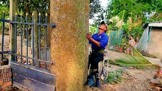 Cưa hai cây khổng lồ cạnh hàng rào / Saw two giant trees next to the fence | T569