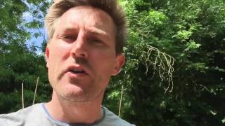 Ants Allotment: 25th May 2016: Five crops planted in 20 minutes