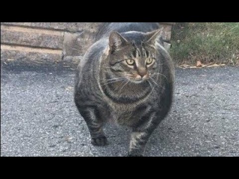 筋肉ムキムキな猫が見つかる Youtube