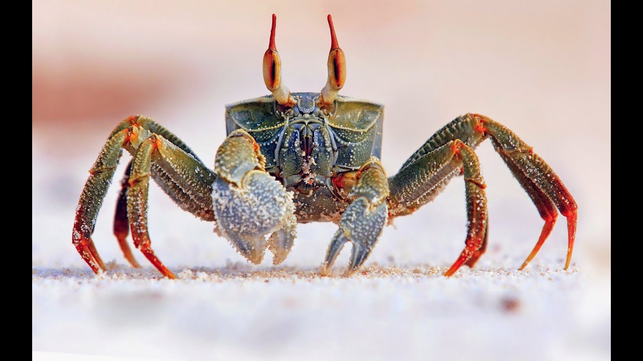 CAT STEVENS / YUSUF ISLAM CRAB DANCE (art by gullerud) YouTube