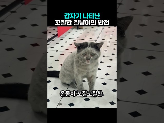 갑자기 나타난 꼬질한 고양이의 반전