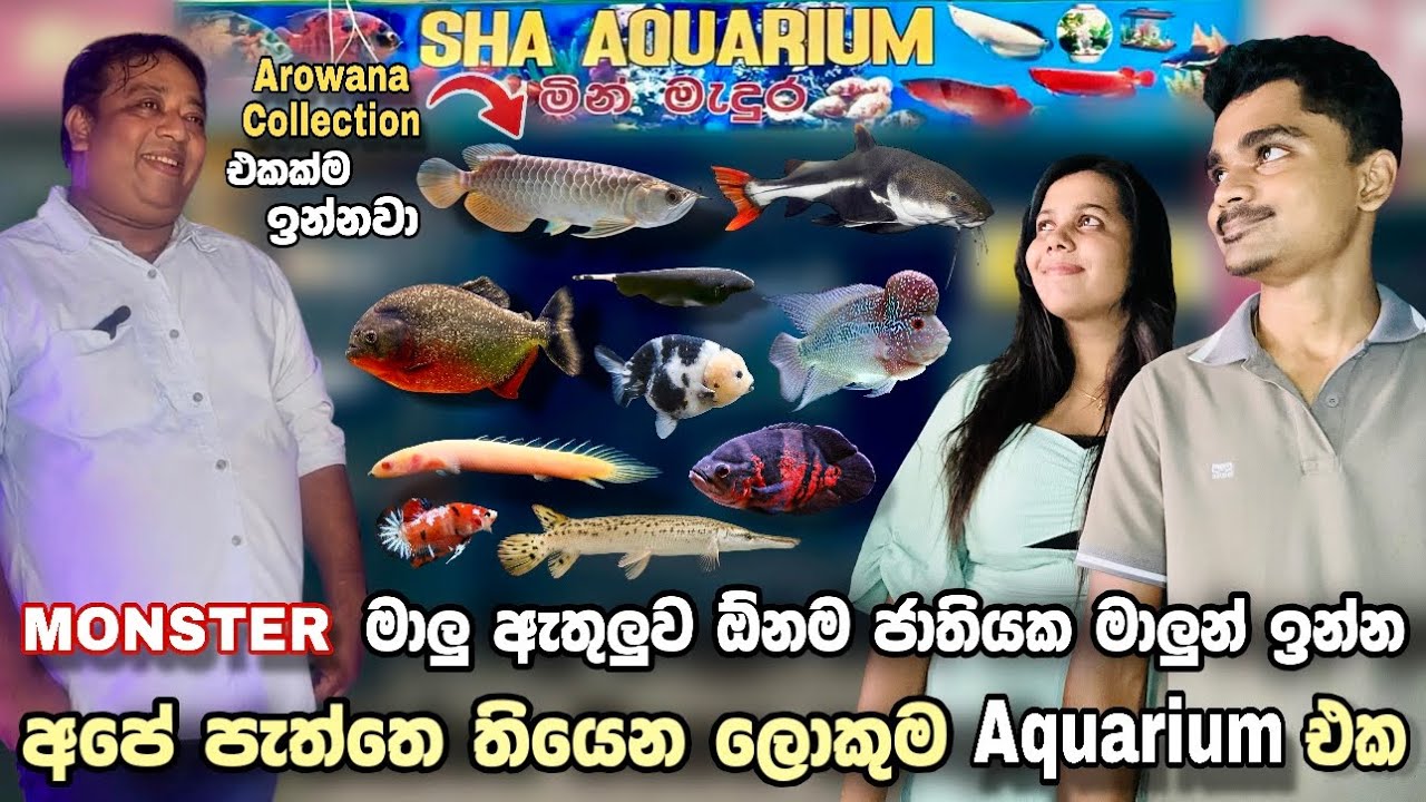 අපි ගියපු Sha Aquarium Tour එක, මේකනම් මාලු පාරාදීසයක් | The Sha Aquarium Tour We Went On