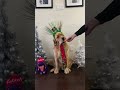 Golden Retriever Hates Food Reviews 😆