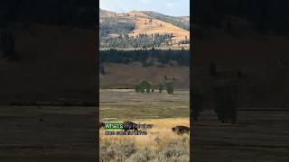 No. 1 Yellowstone Scenic Drive #yellowstone #yellowstonenationalpark #usnationalparks