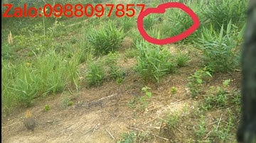 Bẫy gà rừng rạc kèo thu phục bổi ế #Cuab qaib quá tuaj zoo