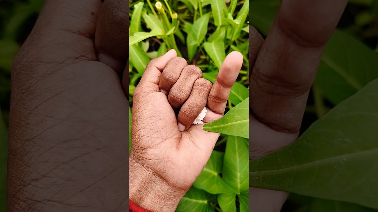 Азиатские жуки, которых вы никогда не видели 