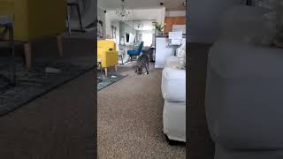 My Pitbull Bella Su Reacion Es Increible No Te Lo Pierdas