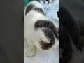 Котики муркотики 