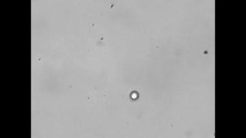 droplet trapping and manipulation