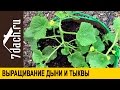 Выращивание дыни и тыквы: как правильно сформировать растение - 7 дач