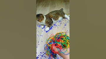 Cat Barsik Beads 🔵⭕🌈 Reverse video #marblerunandmore #cat #reverse