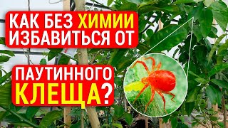 видео: Паутинный клещ: 2 способа избавления от клеща без химии! Как избежать повторного заражения? картинка: Паутинный клещ: 2 способа избавления от клеща без химии! Как избежать повторного заражения?