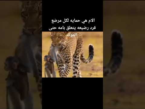 لو أنت ما كان وممكن تعمل كده مع أمك قول بصراحة اكسبلور ريالمدريدومانشسترسيتي النظا