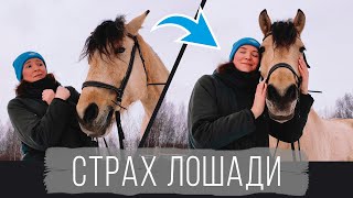 Страх лошади. Что делать? Подробный разбор, необычный подход.