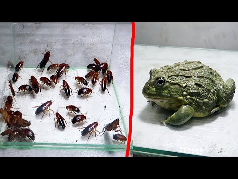 Frog Eating Cockroach What Frog Will Eat Cockroaches