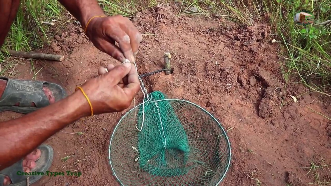 Unbelievably Helpful DIY Net Bird Snare Trap That Working 100%
