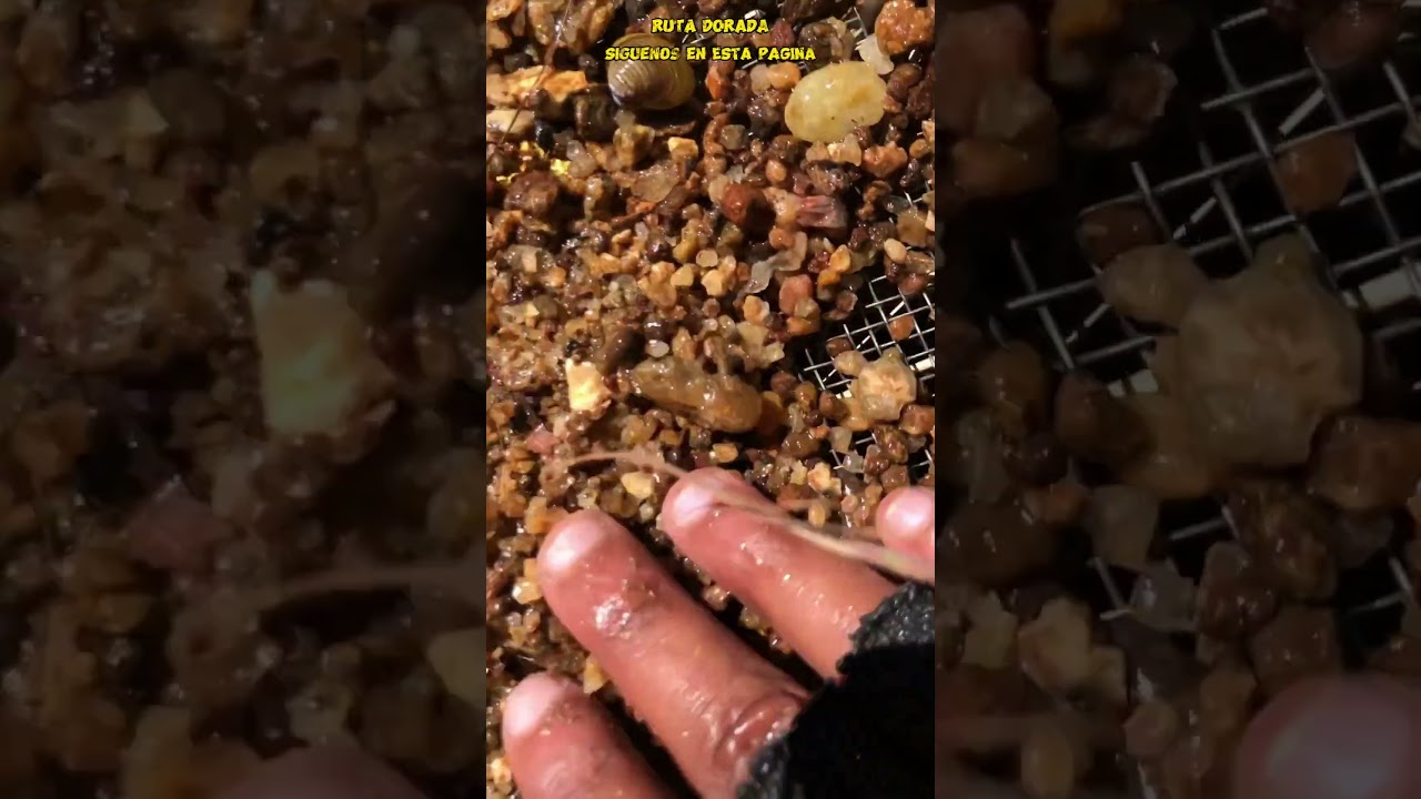 ¡"ESTE HOMBRE NO PENSÓ ENCONTRAR TANTO ORO EN ESTE HOYO AL LADO DEL RÍO!"  #sabias#oro