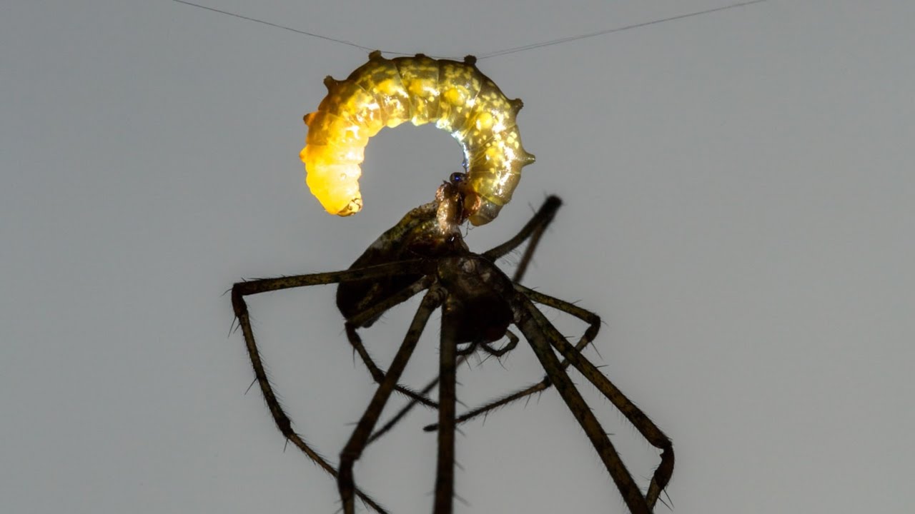 Mind Controlling Parasites