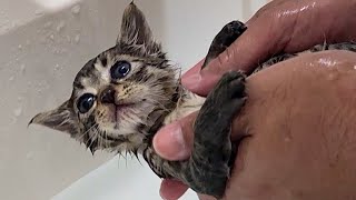 ノミや汚れを取り除くために赤ちゃん猫をシャンプーしました。I shampooed the baby cat to remove fleas and dirt.