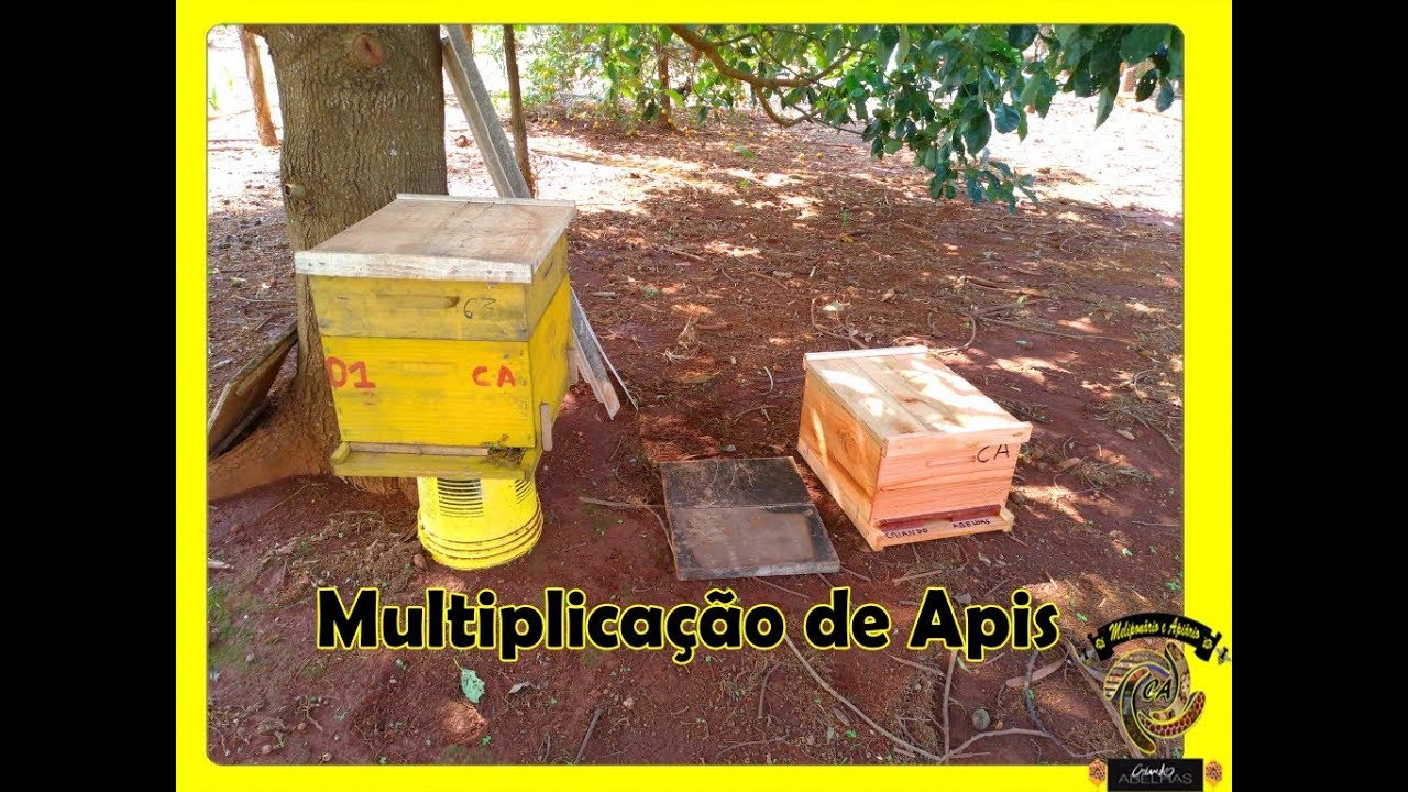 Divisão de Apis. Obtendo um segundo Enxame!